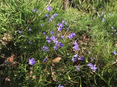 Wahlenbergia capillaris