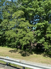 Robinia pseudoacacia