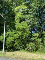 Robinia pseudoacacia