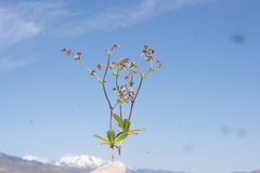 Centrostegia thurberi