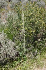 Thelypodium milleflorum
