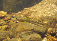 Stiphodon multisquamus