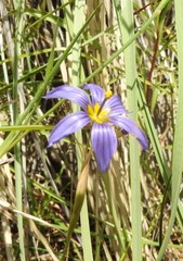 Sisyrinchium scabrum
