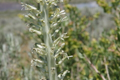 Thelypodium milleflorum