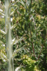 Thelypodium milleflorum