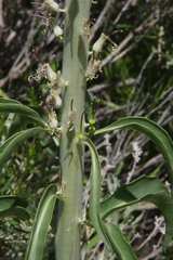 Thelypodium milleflorum