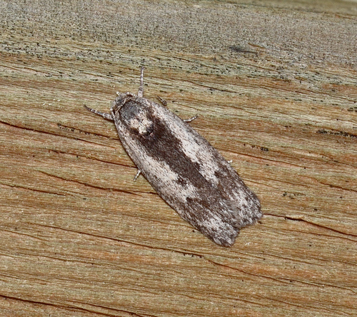 Phylomictis maligna Meyrick, 1890