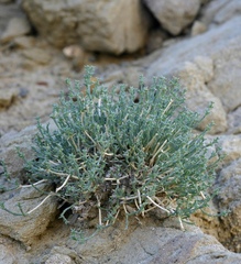 Anabasis brevifolia