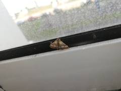 Pyrausta tithonialis