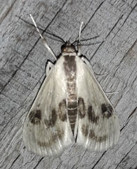Cliniodes ostreonalis