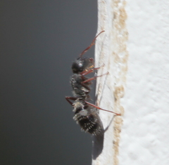 Camponotus amphidus