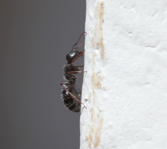 Camponotus amphidus