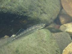 Stiphodon multisquamus