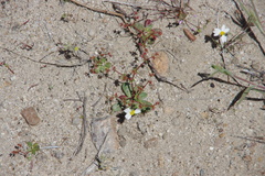 Centrostegia thurberi