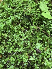 Houstonia serpyllifolia