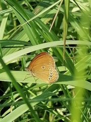 Coenonympha oedippus