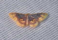 Idaea scintillularia