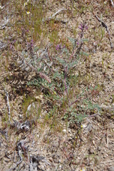 Astragalus malacus