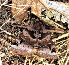 Euclidia ardita