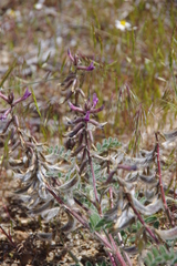 Astragalus malacus