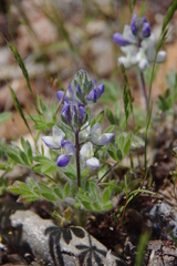Lupinus malacophyllus