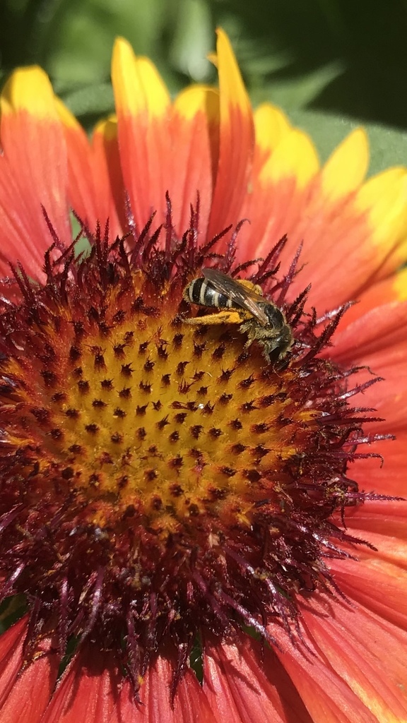 Odontalictus from Canton, MS, US on June 11, 2020 at 0133 PM by