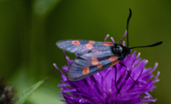 Zygaena lonicerae