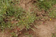 Pectocarya penicillata