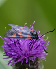 Zygaena lonicerae