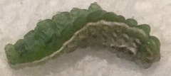 Satyrium calanus