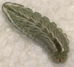 Satyrium calanus