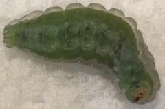 Satyrium calanus