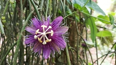 Passiflora oerstedii