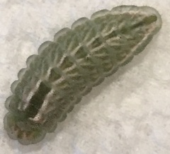 Satyrium calanus