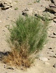 Haloxylon ammodendron