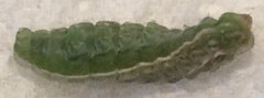 Satyrium calanus