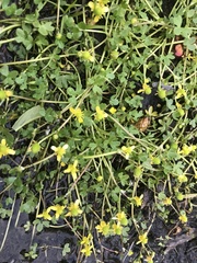 Ranunculus gmelinii purshii