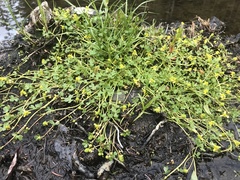 Ranunculus gmelinii purshii