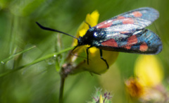 Zygaena lonicerae