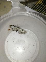 Eupithecia succenturiata