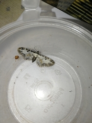 Eupithecia succenturiata