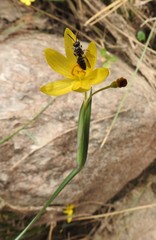 Sisyrinchium cernuum