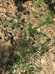 Astragalus australis