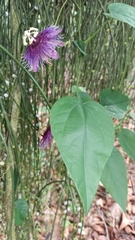 Passiflora oerstedii