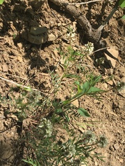 Astragalus australis