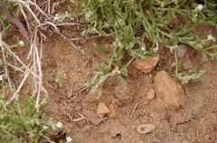 Pectocarya penicillata