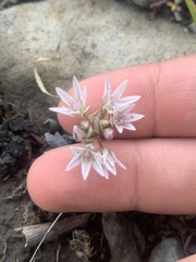 Allium crenulatum