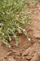 Pectocarya penicillata
