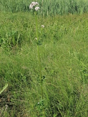 Valeriana dubia