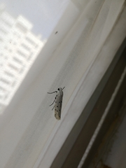 Myelois circumvoluta